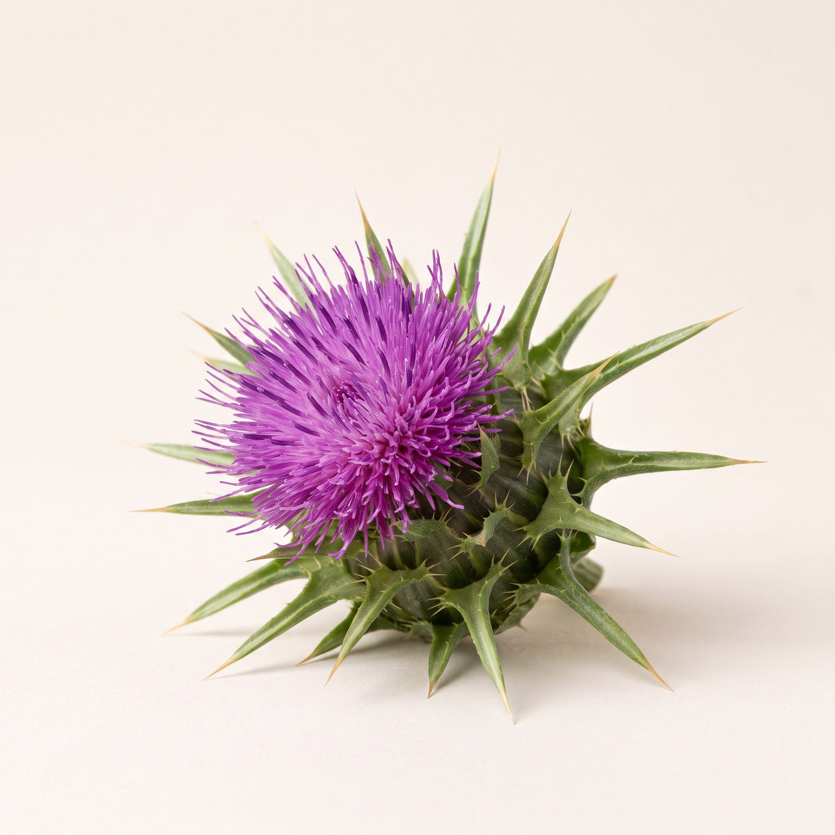 revea-gs-ing-milkthistle.jpg